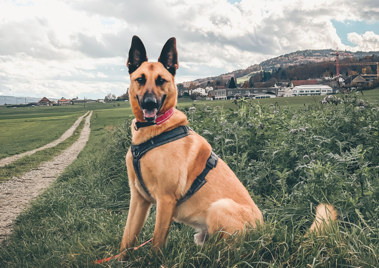 Filou