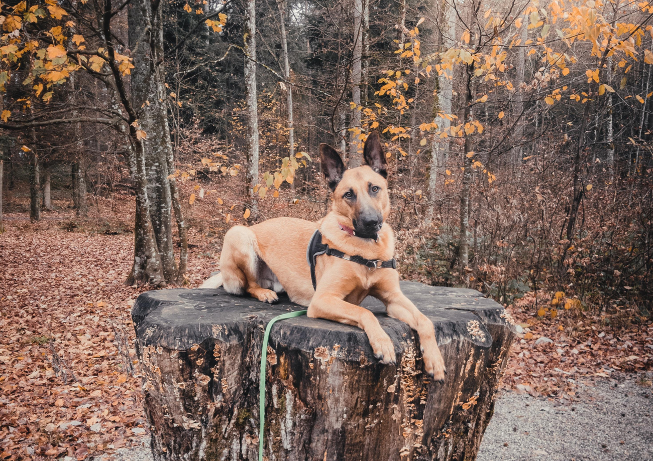 Filou